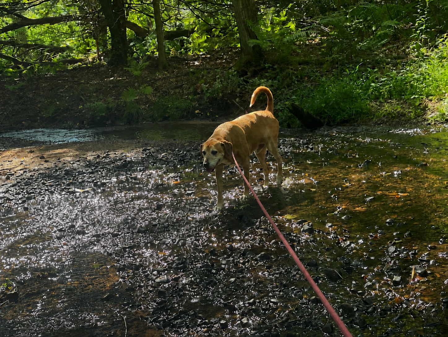 Dog at a trail stream