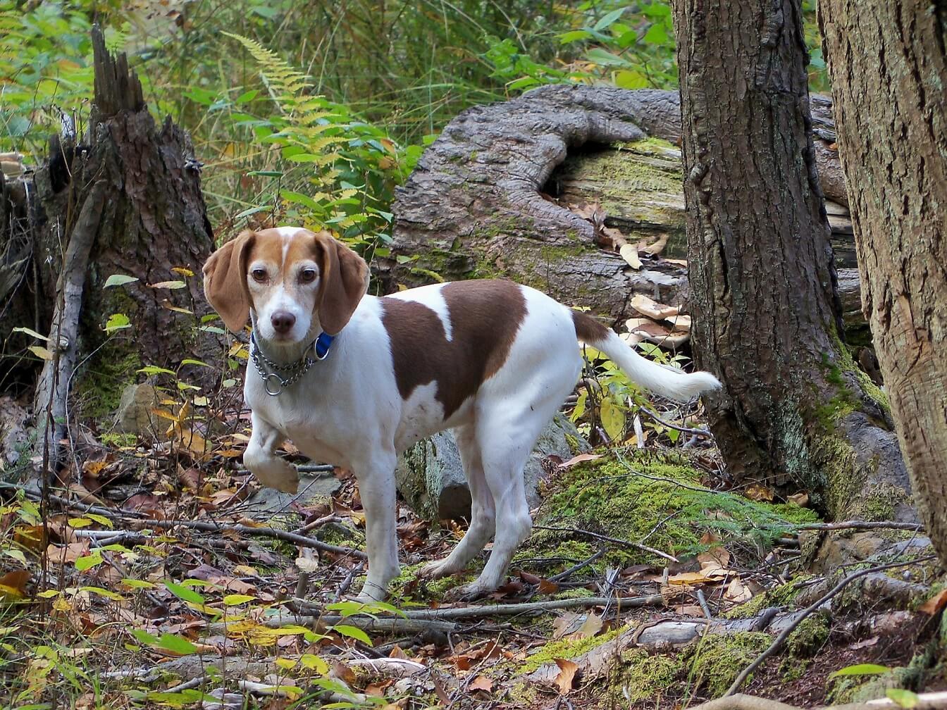 Dog exploring the woods