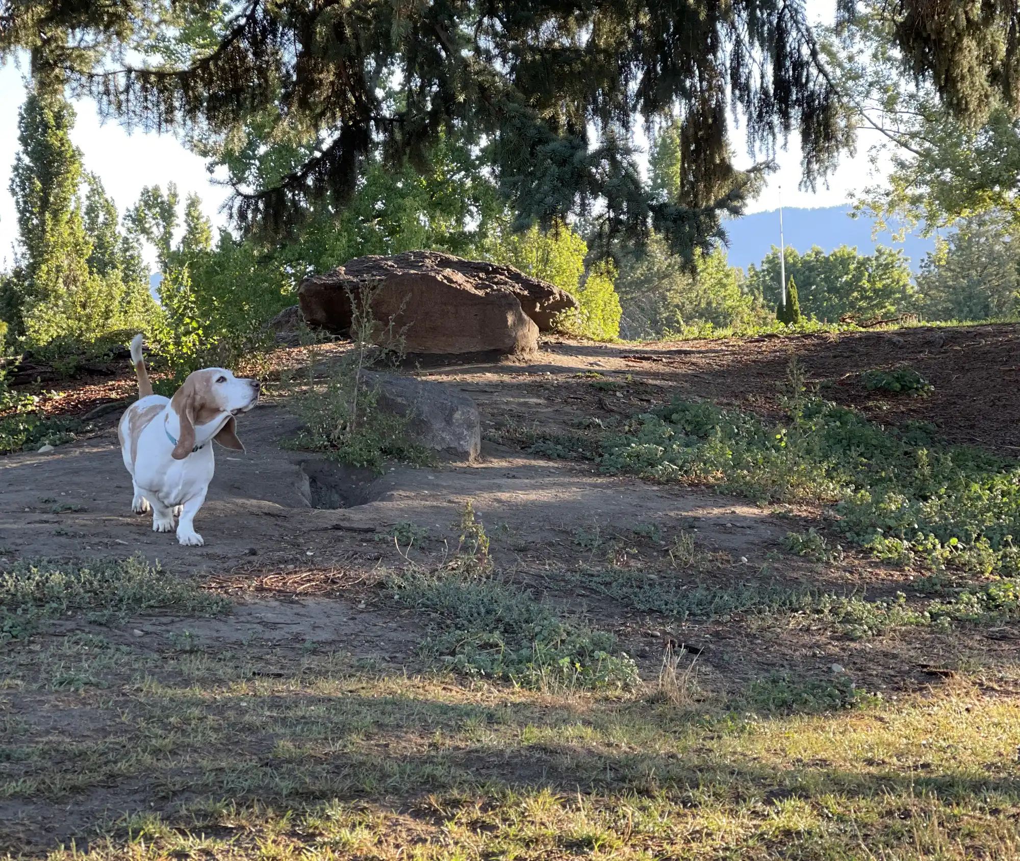 Dog on the trail at golden hour
